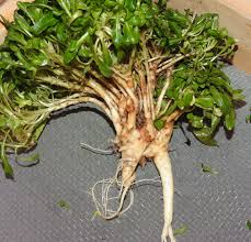 Image result for Campanula rapunculus