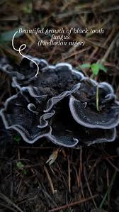 Attēlu rezultāti vaicājumam “Phellodon niger”