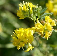 Attēlu rezultāti vaicājumam “Medicago sativa subsp. falcata”