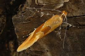 Attēlu rezultāti vaicājumam “Epicallima formosella”