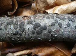 Attēlu rezultāti vaicājumam “Diatrype disciformis”