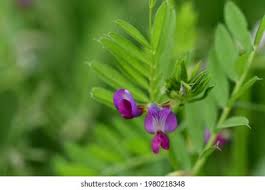 Attēlu rezultāti vaicājumam “Vicia lathyroides leaf”