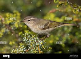 Image result for Phylloscopus humei