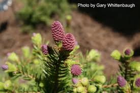 Attēlu rezultāti vaicājumam “Picea abies male flower”