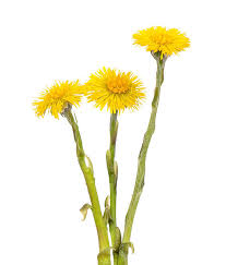 Attēlu rezultāti vaicājumam “Tussilago farfara flower”