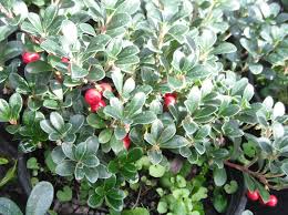 Attēlu rezultāti vaicājumam “Ericaceae”