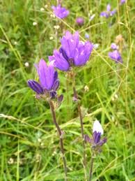 Attēlu rezultāti vaicājumam “Campanula glomerata leaf”