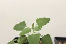 Attēlu rezultāti vaicājumam “Chenopodium acerifolium leaf”