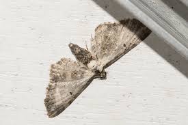 Attēlu rezultāti vaicājumam “Eupithecia succenturiata”