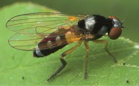 Attēlu rezultāti vaicājumam “Platypezidae”