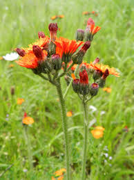 Image result for Hieracium aurantiacum