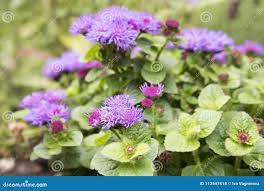 Image result for Ageratum mexicanum