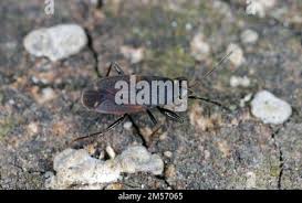 Attēlu rezultāti vaicājumam “Eremocoris plebejus”