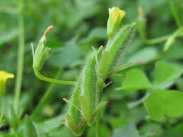 Attēlu rezultāti vaicājumam “Oxalis corniculata fruit”
