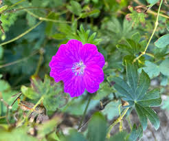 Attēlu rezultāti vaicājumam “Geranium sanguineum flower”