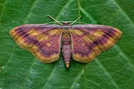 Attēlu rezultāti vaicājumam “Idaea muricata”