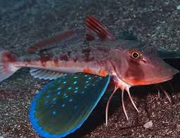 Image result for Chelidonichthys cuculus