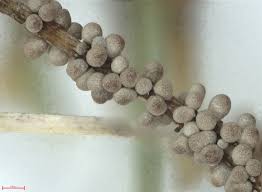 Attēlu rezultāti vaicājumam “Badhamia lilacina”