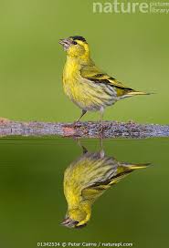 Attēlu rezultāti vaicājumam “Carduelis spinus male”