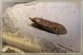 Attēlu rezultāti vaicājumam “Aphomia sociella female”