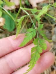 Attēlu rezultāti vaicājumam “Torilis japonica leaf”