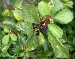 Attēlu rezultāti vaicājumam “Frangula alnus leaf”