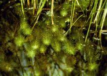 Attēlu rezultāti vaicājumam “Utricularia intermedia bud”