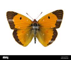 Attēlu rezultāti vaicājumam “Colias palaeno upperside”