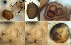 Attēlu rezultāti vaicājumam “Cribraria oregana spores”