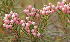 Attēlu rezultāti vaicājumam “Andromeda polifolia”