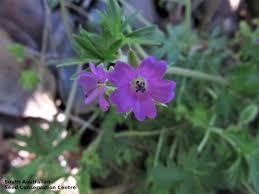 Attēlu rezultāti vaicājumam “Geranium dissectum flower”