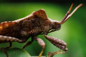 Attēlu rezultāti vaicājumam “Coreus marginatus imago”