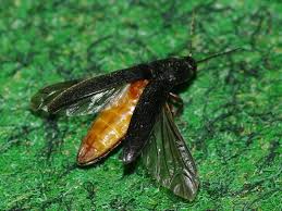 Attēlu rezultāti vaicājumam “Melanotus sp.”