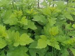 Attēlu rezultāti vaicājumam “Crataegus chlorosarca”