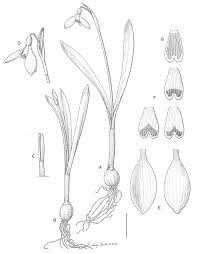 Attēlu rezultāti vaicājumam “Galanthus nivalis bud”