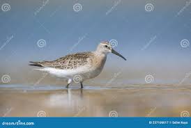 Image result for Calidris ferruginea