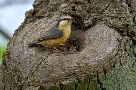 Attēlu rezultāti vaicājumam “Sitta europaea nest”