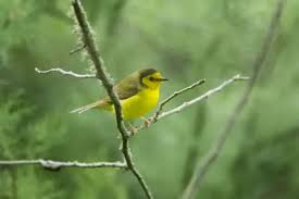 Image result for Wilsonia citrina