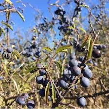 Attēlu rezultāti vaicājumam “Prunus spinosa”