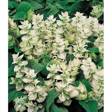 Image result for Salvia sclarea