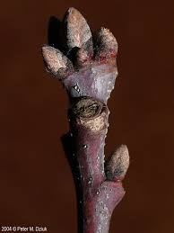 Attēlu rezultāti vaicājumam “Quercus rubra bud”