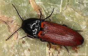 Attēlu rezultāti vaicājumam “Ampedus pomorum”