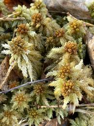 Attēlu rezultāti vaicājumam “Sphagnum palustre”