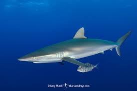 Image result for Carcharhinus falciformis