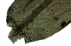 Attēlu rezultāti vaicājumam “Warnstorfia fluitans”