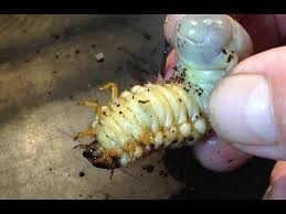 Attēlu rezultāti vaicājumam “Oryctes nasicornis larva”