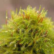 Attēlu rezultāti vaicājumam “Amblystegium serpens macro”