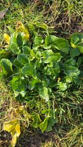 Attēlu rezultāti vaicājumam “Barbarea vulgaris subsp. arcuata flower”