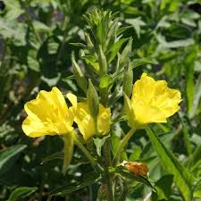 Attēlu rezultāti vaicājumam “Oenothera biennis fruit”