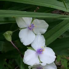 Attēlu rezultāti vaicājumam “Tradescantia virginiana flower”